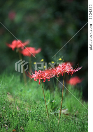 群集孤挺花 群集孤挺花 3304823