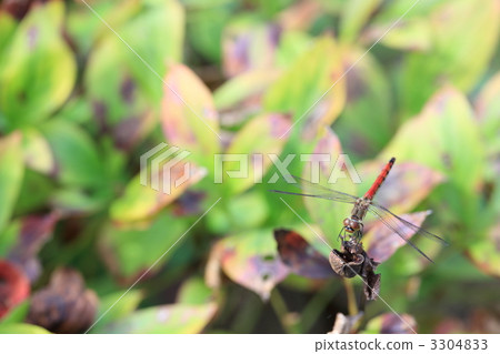 紅蜻蜓 3304833