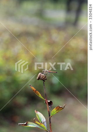 紅蜻蜓 紅蜻蜓 3304834
