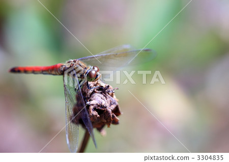 紅蜻蜓 3304835