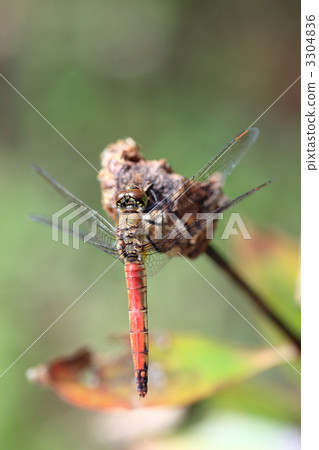 紅蜻蜓 紅蜻蜓 3304836