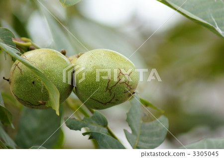 Fruit of walnut cracked ... 3305045