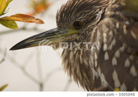 巨型麻風少年明星第五名 3305048