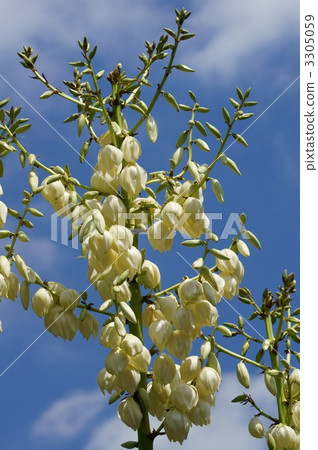 Yokka別名Atsushi Kimigaya Orchid 3305059