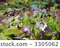 Christmas rose 3305062