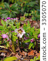 Christmas rose 3305070