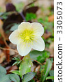 Christmas rose 3305073