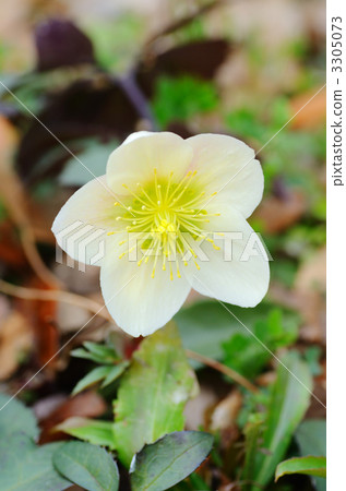 Christmas rose Christmas rose 3305073