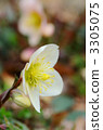 Christmas rose 3305075