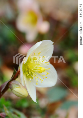 Christmas rose Christmas rose 3305075