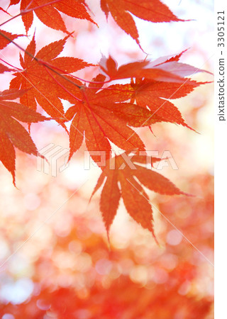 紅楓 紅楓 3305121