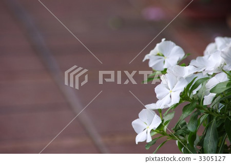 Ruri Matsuri Ruri Matsuri 3305127