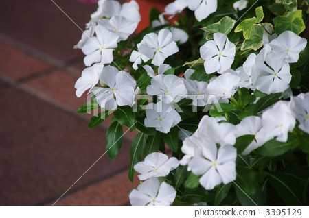 Ruri Matsuri 3305129