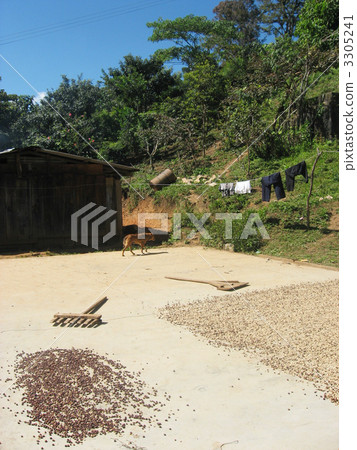 Mexico Pesticide Coffee Farm 3305241