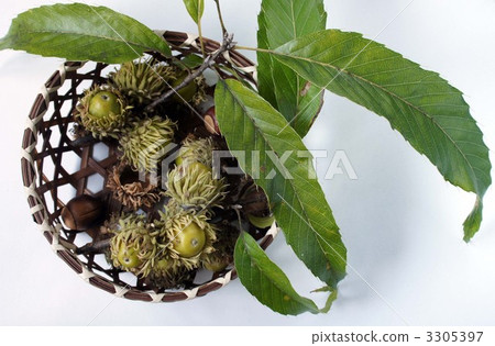 Acorn 3305397