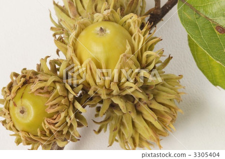 Acorn Acorn 3305404