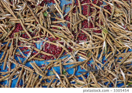 Harvest azuki bean Harvest azuki bean 3305454