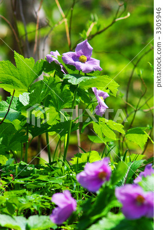 Shirane Aoi (Shirane Aoi) Shirane Aoi (Shirane Aoi) 3305946