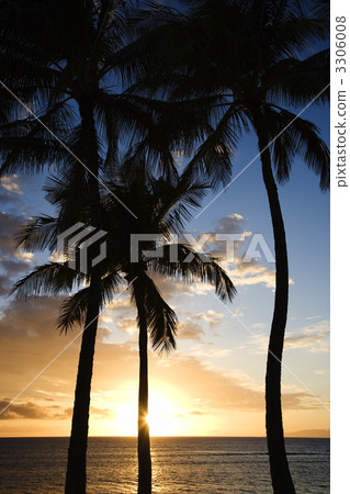 Maui sunset with palm trees. 3306008