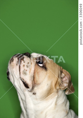 English bulldog portrait. English bulldog portrait. 3306049