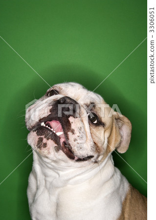 English bulldog portrait. 3306051