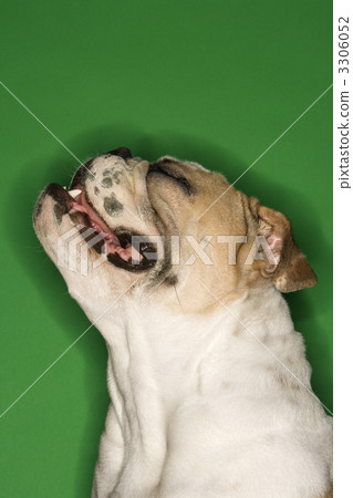 Portrait of bulldog. 3306052