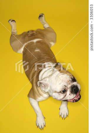 English bulldog on yellow. 3306053