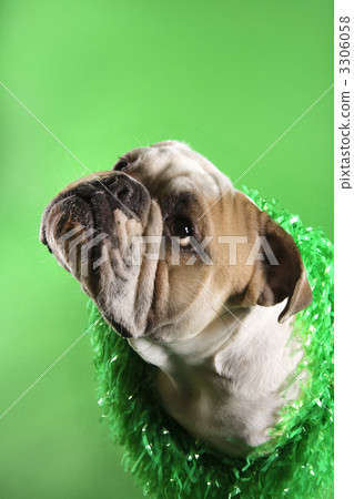 English Bulldog on green. 3306058