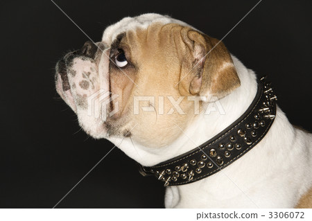 Bulldog in spiked collar. Bulldog in spiked collar. 3306072