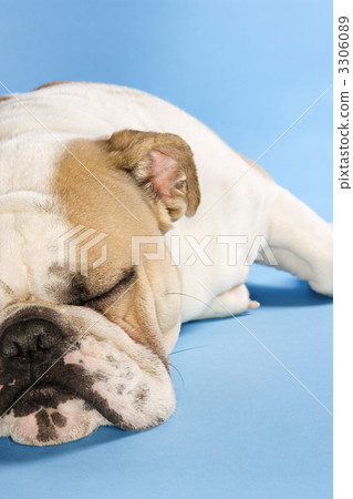 Sleeping English Bulldog. Sleeping English Bulldog. 3306089