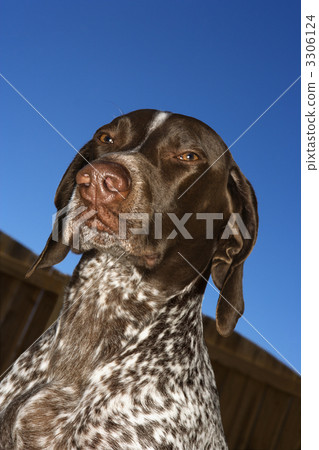 German Shorthaired Pointer dog. 3306124