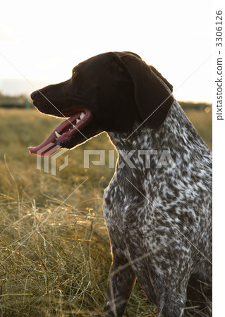 Sporting Pointer dog in field. 3306126