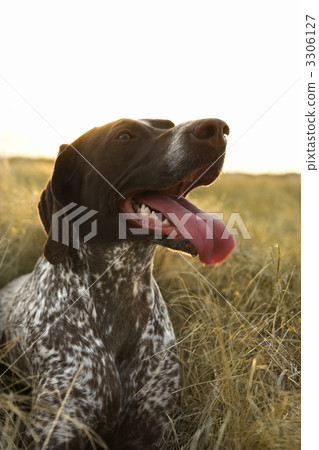 Sporting dog in field. 3306127