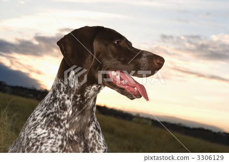 German Shorthaired Pointer dog. 3306129