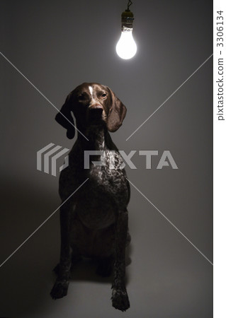 Dog under interrogation. Dog under interrogation. 3306134