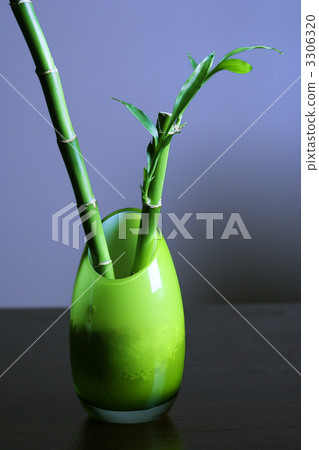 Lucky Bamboo in Green Glass Vase Lucky Bamboo in Green Glass Vase 3306320