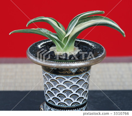 japanese rhodea, stripes rasha, displaying 3310766