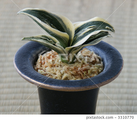 maiko, apprentice geisha, japanese rhodea 3310770