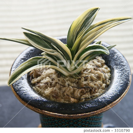 japanese rhodea, dynasty, lover 3310790