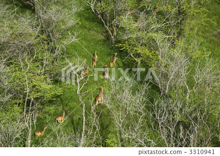 Maui axis deer. 3310941