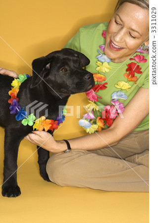 图库照片 woman with puppy wearing leis.