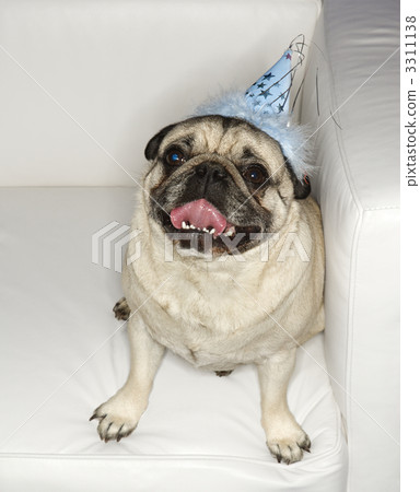 Pug dog in party hat. Pug dog in party hat. 3311138