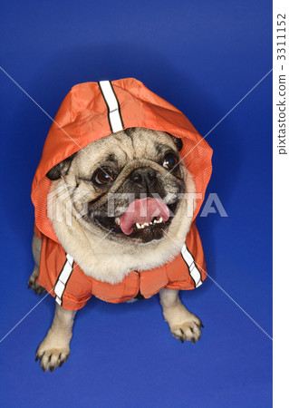 Pug wearing hoodie jacket. 3311152