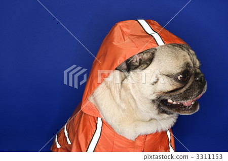 Pug wearing hoodie jacket. 3311153