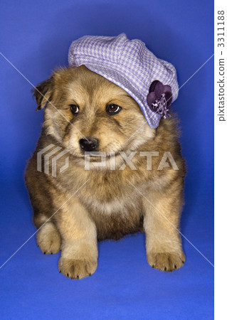 Puppy wearing hat. Puppy wearing hat. 3311188