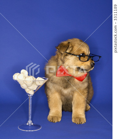Puppy with bones in martini glass. Puppy with bones in martini glass. 3311189