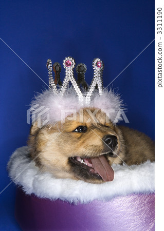 Puppy wearing crown. 3311190