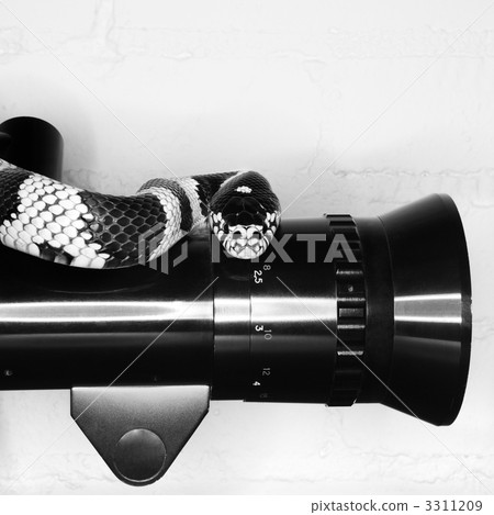 California Kingsnake on old movie camera. California Kingsnake on old movie camera. 3311209