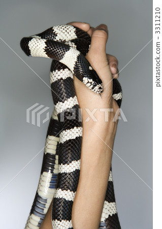 California Kingsnake held in hands. California Kingsnake held in hands. 3311210