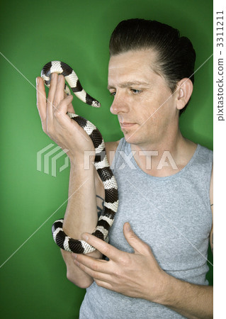 Man holding California Kingsnake. 3311211